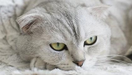 搏击俱乐部坐骑